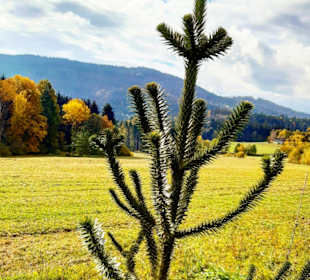 Wandern Drachselsried