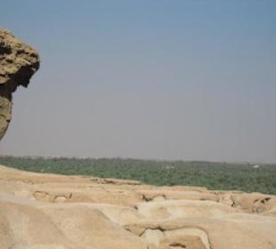 Lohn des Aufstiegs: Blick auf ein Meer von Palmen