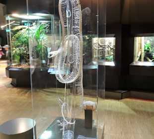 Impressionen aus dem Aquazoo Löbbecke Museum