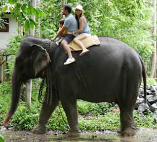 Elefantenreiten nahe Kendy