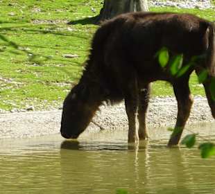 Waldbison beim Trinken