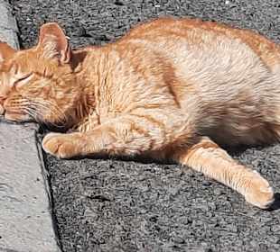 Auch Katzen machen Urlaub!