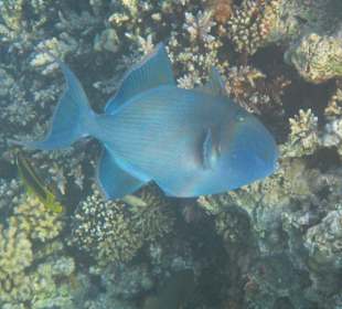 Schnorcheln beim Fort Arabesque