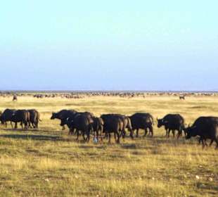 Büffelherde im Amboseli
