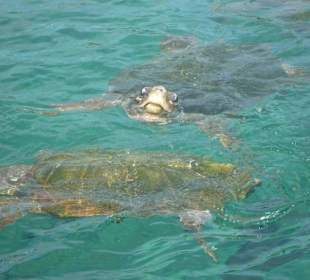 Schildkröten 150 Jahre alt