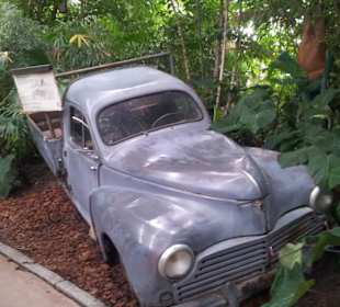 Old car in rainforest