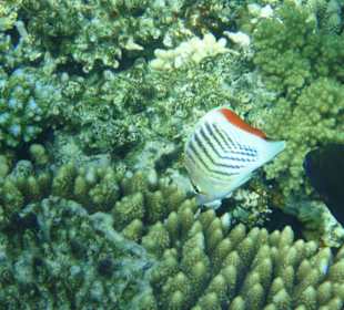 Super Unterwasserwelt