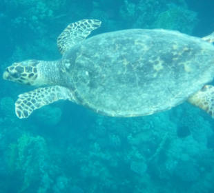 Hausriff - Schildkröte