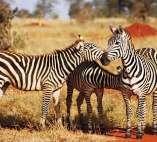 Safari Taita Hills
