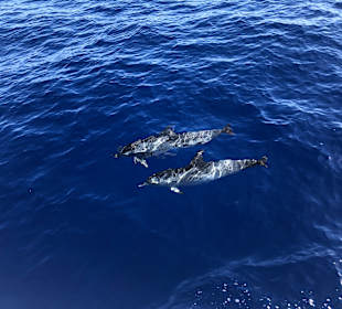 Whale Watching Funchal