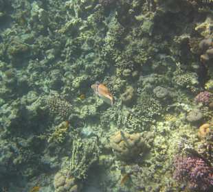 Hausriff vorm Prima Life Makadi