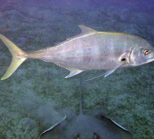 Podwodne życie w Abu Dabab