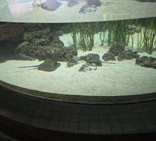 Aquarium hagenbeck 