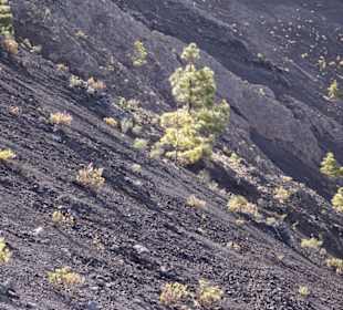 Mit Kiefern bewachsen, dauert schon 300 jahre
