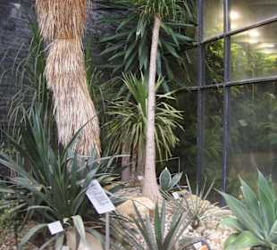 Der Elefantenfussbaum