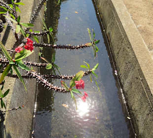 Blumen und Levada