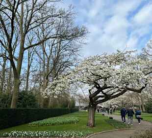 Keukenhof Holland