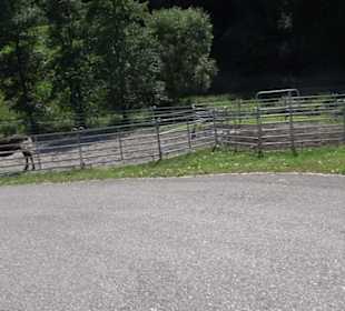 Haupt- und Landgestüt Marbach