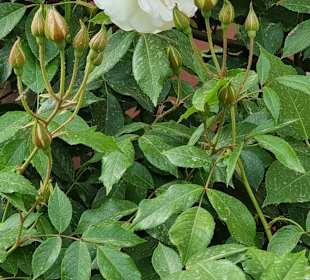 Erste Rosen an der Spree