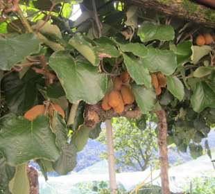 Peglio, Kiwiplantage