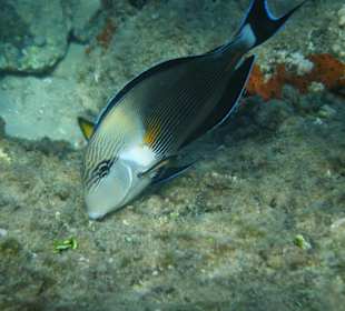 Schnorcheln beim Nachbarhotel