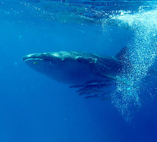 Schnorcheln Makadi Bay