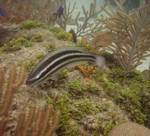 Erlebnisse bei Tauchgang Merlin Sosua