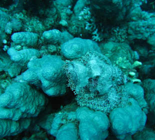 Steinfisch - Hotel Mövenpick Resort El Quseir