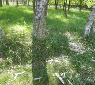 Naturschutzgebiet Boberger Niederung