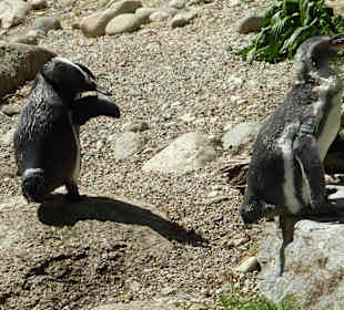Humboldt Pinguine
