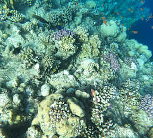 Schnorcheln Marsa Alam 