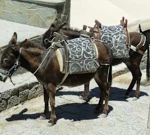 Esel mit denen man zur Akropolis reiten kann