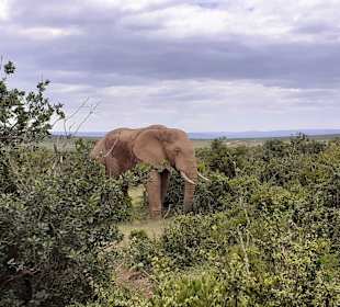 Addo Elephant Park