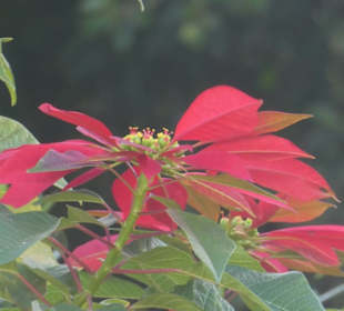 Taoro-Park – alles blüht