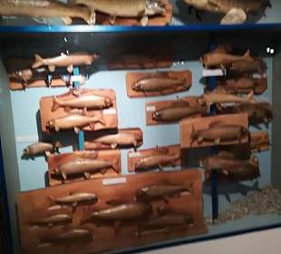 Alpen Wildpark Feld am See