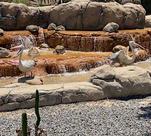 Dubai Safari Park
