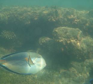 Auch der schwimmt im Hausriff herum