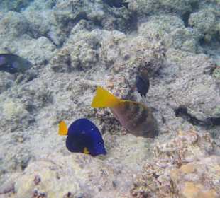 Bunte Fische - zerstörtes Korallenriff