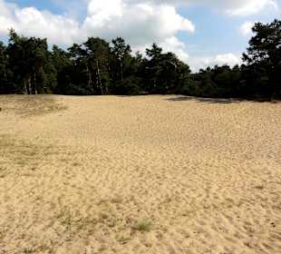Die Verdener Dünen im Stadtwald