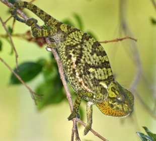 Chamäleon