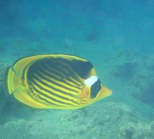 Schöne Unterwasserwelt