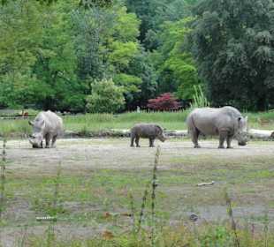 Zoologischer Garten 2016