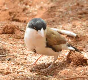 Einzigartige Vogelwelt