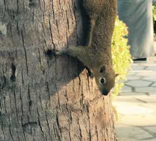 Die handzahmen Eichhörnchen 