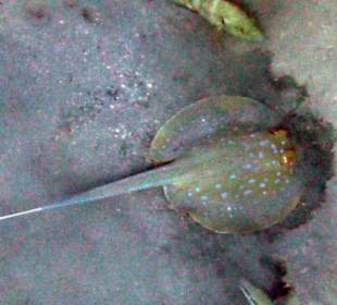 Blaupunktrochen beim Riff