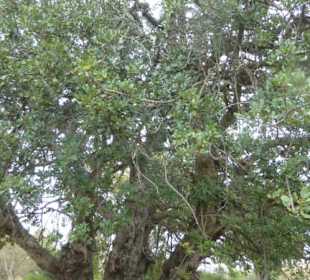 Johannisbrotbaum im Naturpark Ria Formosa