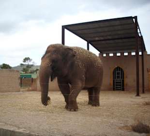 Der Elefant
