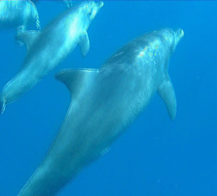 Delphintour mit Moby 2014