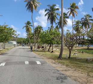 Ziegen auf der Weide