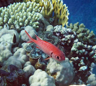 Rwelt Riff Rohanou Beach Resort